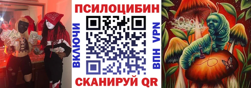 сколько стоит  Щучье  Псилоцибиновые грибы Cubensis 